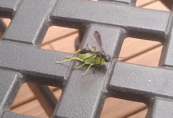 wasp caturing grasshopper