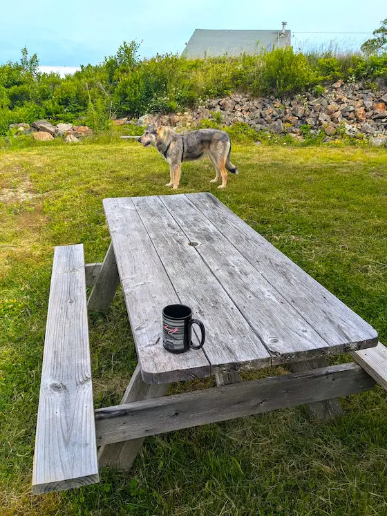 weathered picnic table american dirus dog