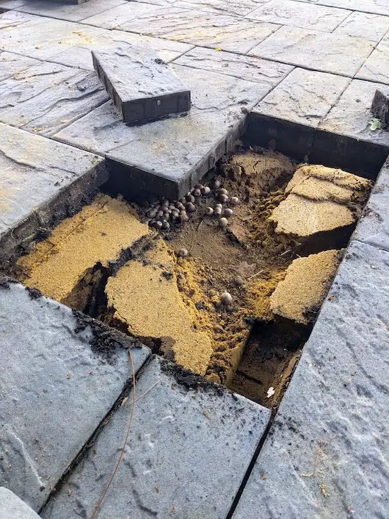 chipmunk nest under concrete paver patio blocks